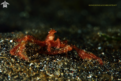 A Orang outan crab