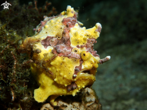 A Antennarius maculatus | Frogfish