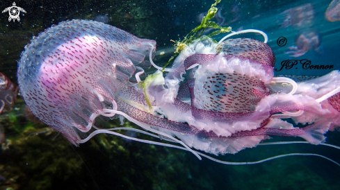 A méduse pélagique
