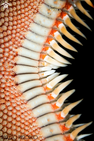 A Astropecten aranciacus | Astropecten aranciacus