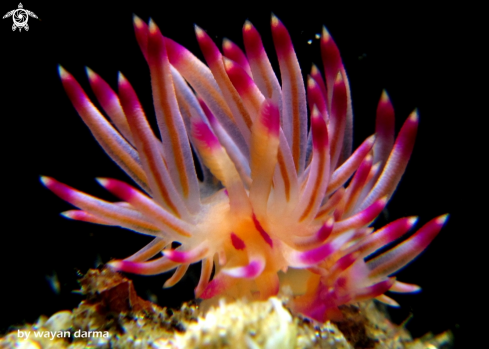 A Flabellina rubrolineata 