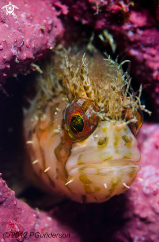 A Mosshead Warbonnet