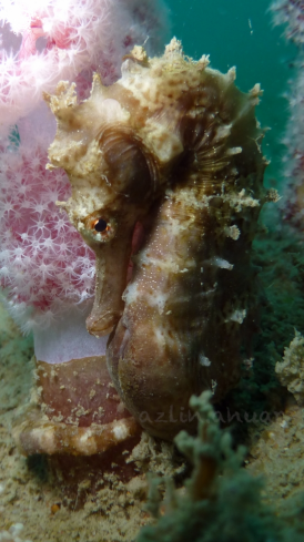 A Thorny seahorse