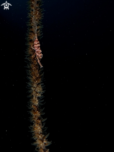 A Whip Coral Shrimp