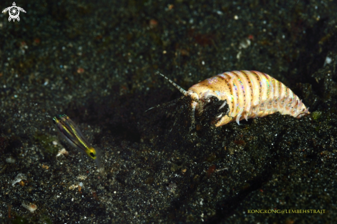 A Bobbit worm