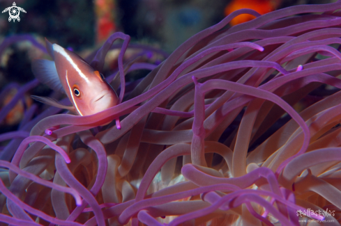 A Pink Anemonefish