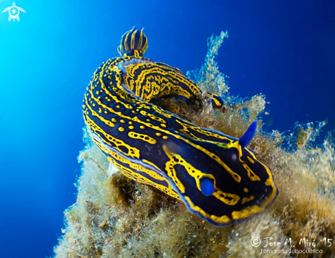 A Hypselodoris Picta