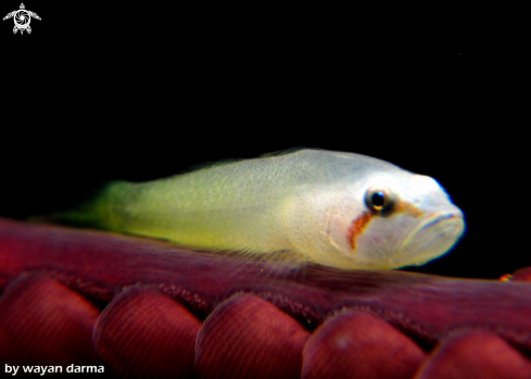 A white goby 