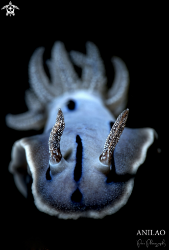 A Nudibranch 