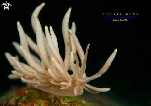 A Nudi