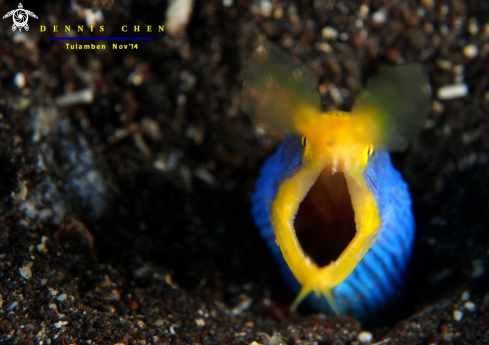 A Ribbon Eel Rhinomuraena Quaesita