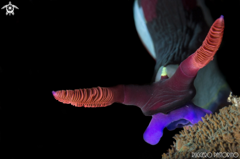 A Nembrotha Chamberlaini portrait | Nembrotha Chamberlaini