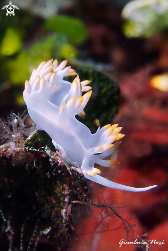 A Flabellina babai | Flabellina