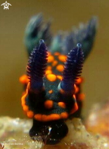 A nudibranch 