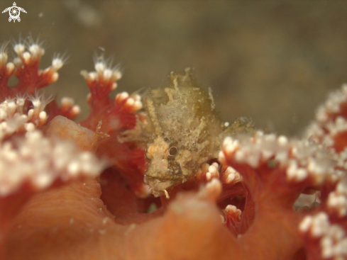 A Leafy Scorpion Fish (juv.)