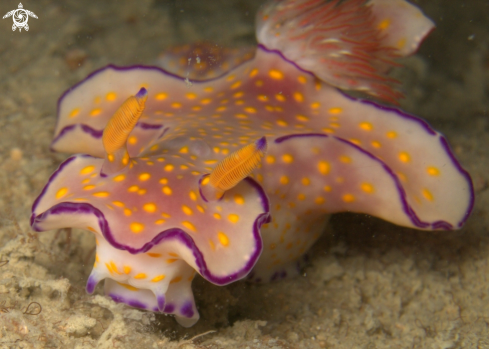 A Trilobate Ceratosoma 