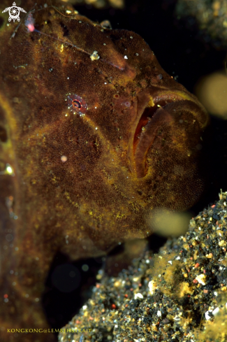 A Frogfish 