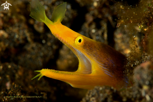 A Yellow ribbon eel