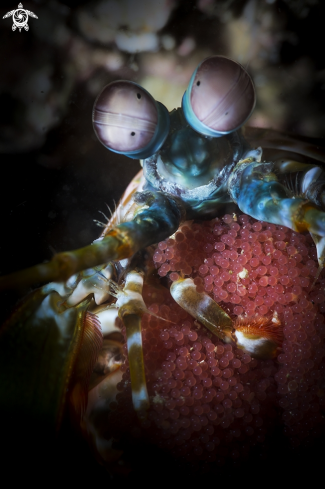 A eggs of mantis shrimp