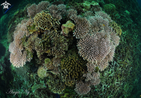 A How many can you see? :) | Several species of Hard Corals. 