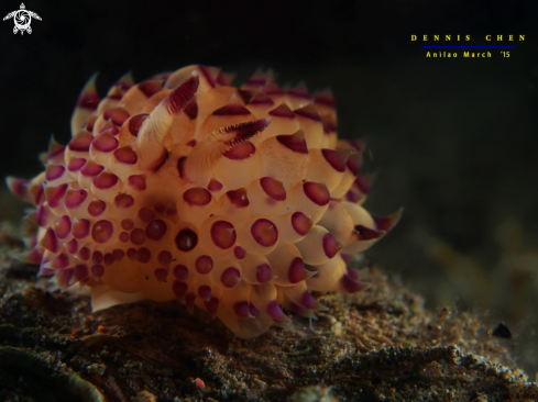 A Nudi