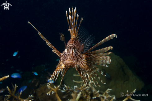 A Lionfish