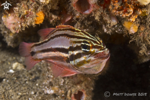 A Sydney Cardinafish