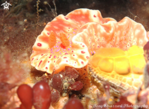 A Ceratosoma brevicaudatum | Short-Tailed Ceratosoma