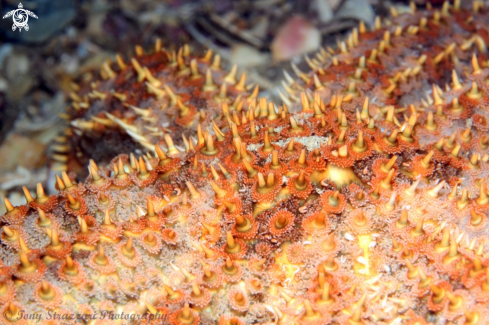 A Eleven-armed sea star