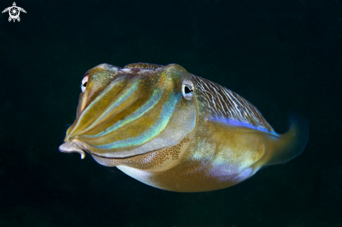 A Cuttlefish