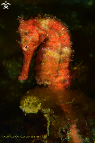 A Seahorse