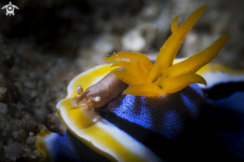 A shrimp end nudibranch