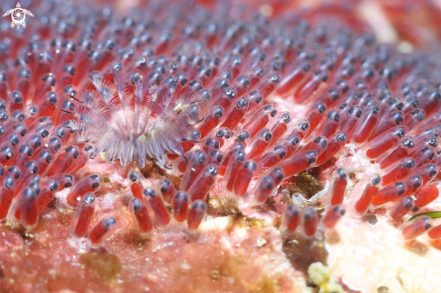 A eggs of clownfish