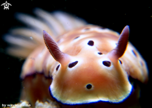 A hypselodoris tryoni 