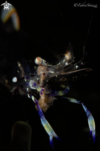 A Anemone shrimp