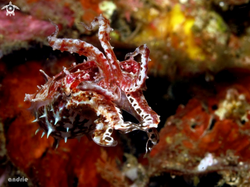 A Pygmy cuttlefish