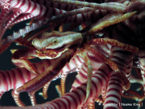 A Hexagon Crinoid Crabs