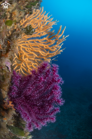 A Paramuricea clavata and Eunicella cavolinii | Paramuricea with Eunicella