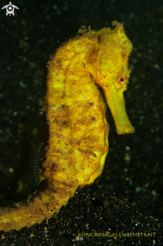 A Seahorse