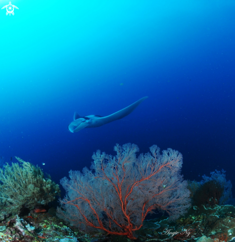 A Manta Ray with Gorgonian Sea Fan in the forground