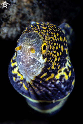 A Snowflake moray eel