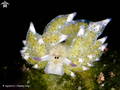 A Shaun the Sheep Nudibranch