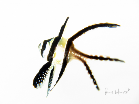 A Banggai Cardinal