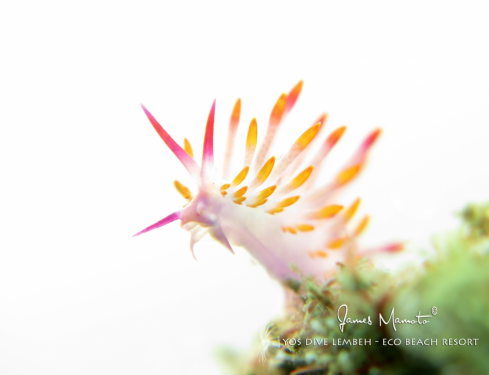 A Siboga cuthona | Nudibranch