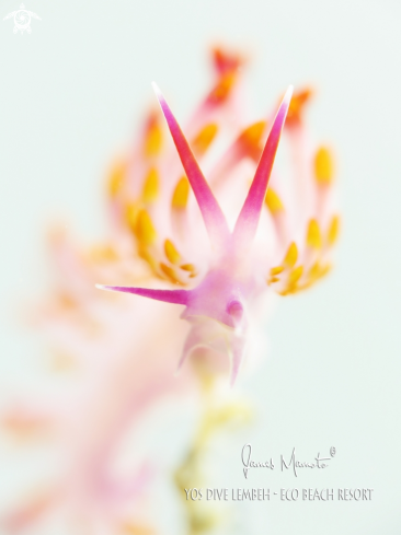 A Siboga cuthona | Nudibranch