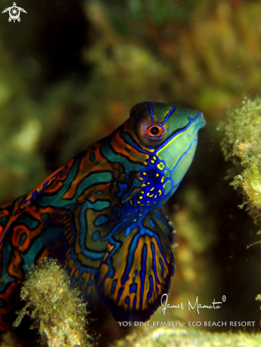 A Mandarin fish