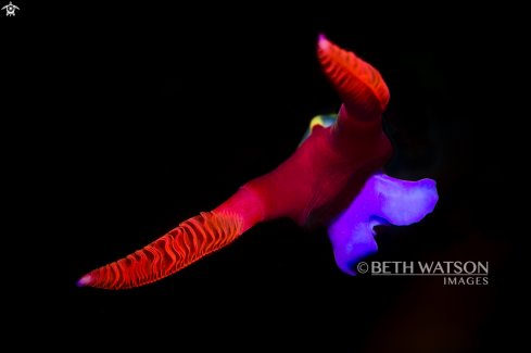 A  (Nembrotha chamberlaini) | Nudibrach