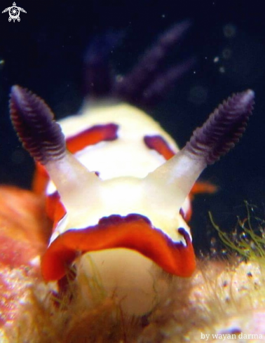 A nudibranch 