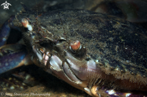 A Blue swimmer crab