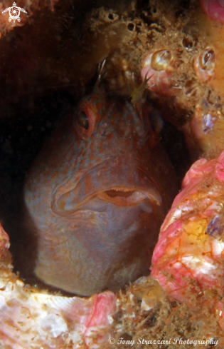 A Horned blenny